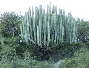 Pachycereus weberi